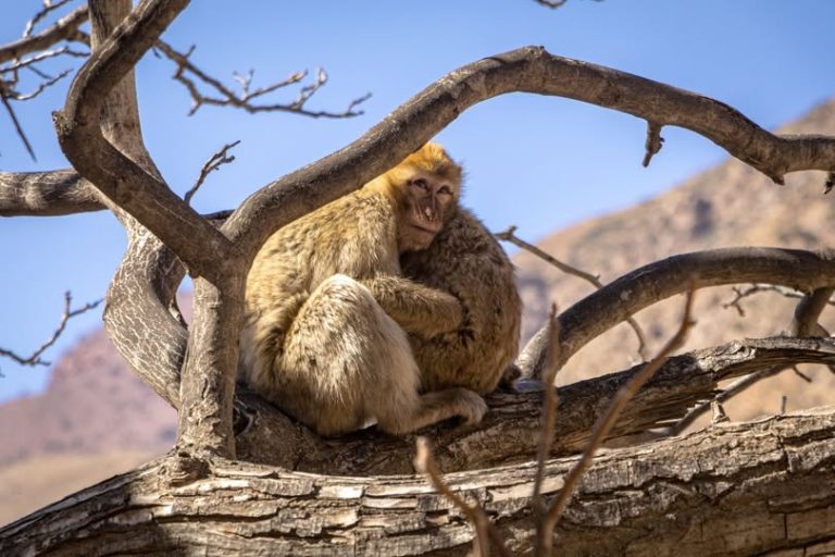Why Visit the Ourika Valley? Marrakech’s Closest Mountain Escape