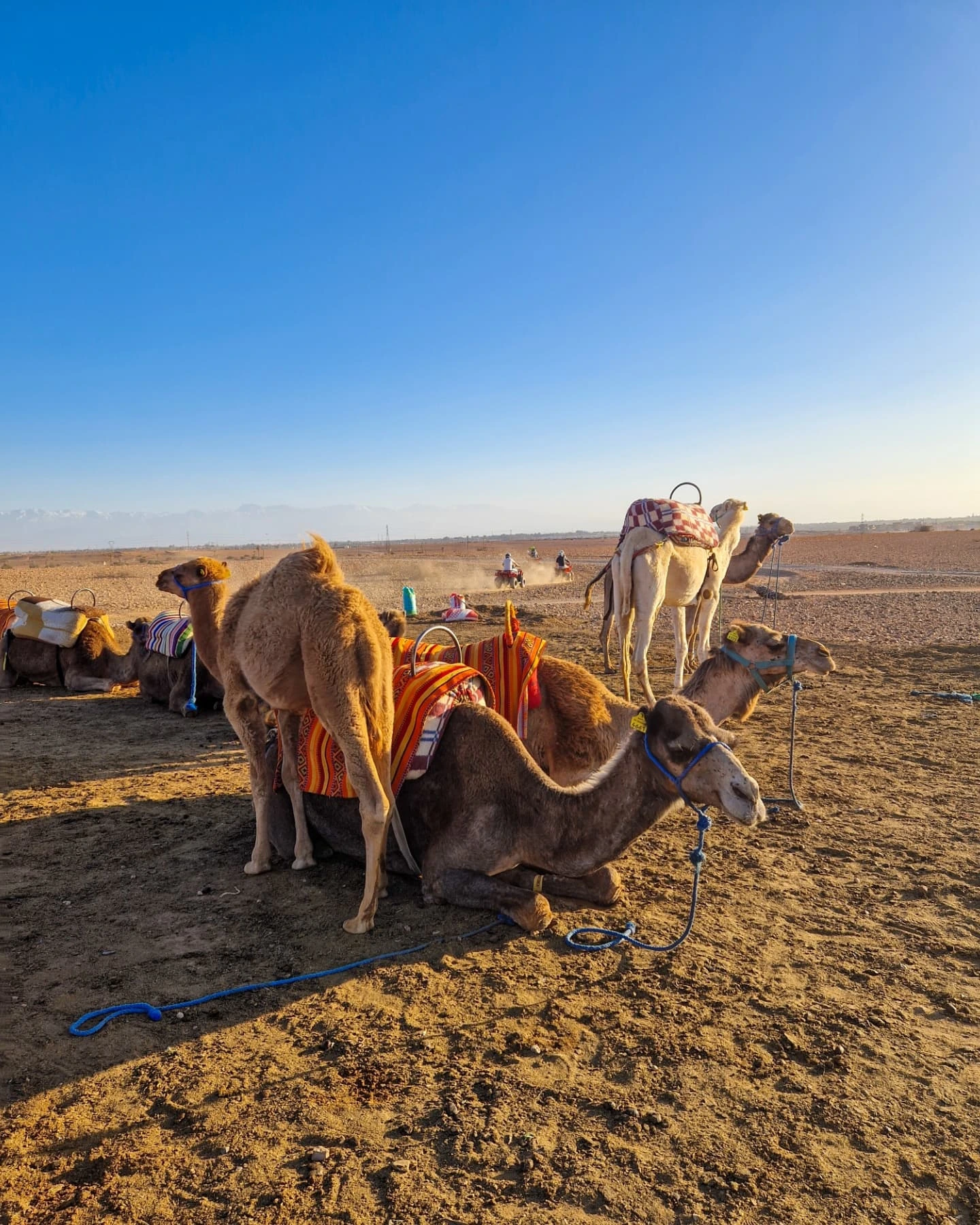 Sunset Camel Ride in Agafay Desert