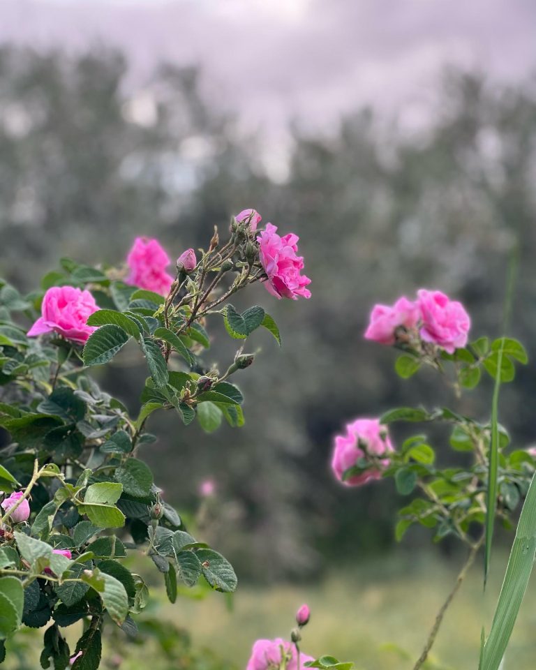 Valley of Roses Festival Tour – 4 Days: Kalaat M’Gouna in Bloom