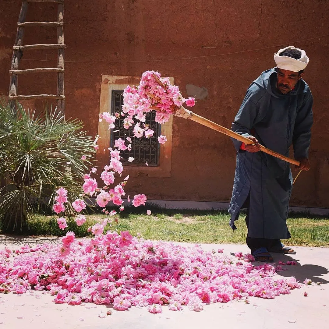 Morocco’s Rose Festival: When the Dades Valley Turns Pink