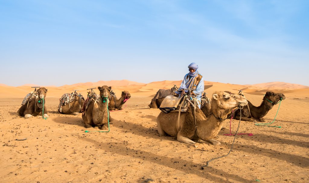 Camels to ride in Erg Chebbi, near Merzouga, Morocco