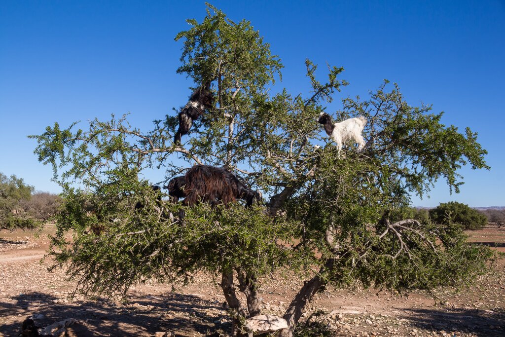 best-of-morocco-s-natural-landscapes-culture-and-cuisine-15-days-day13