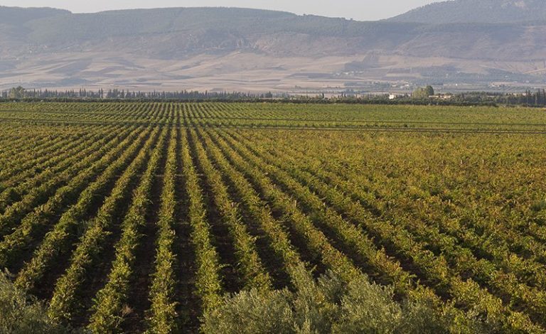 Vines of the Guerrouane