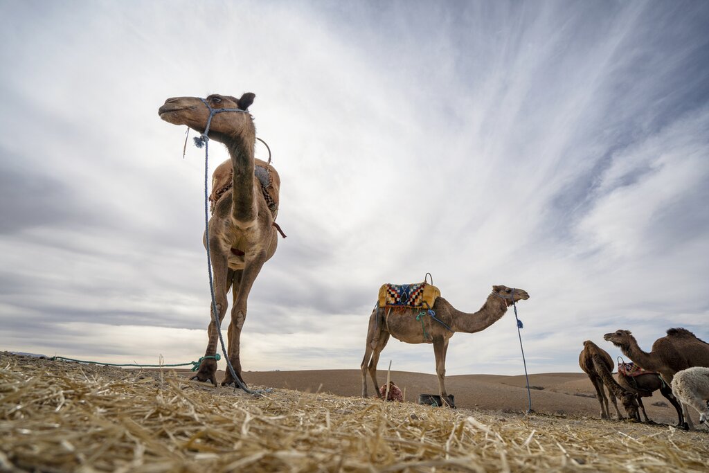 magic-in-morocco-casablanca-marrakesh-agafay-and-essaouira-15-days-day9