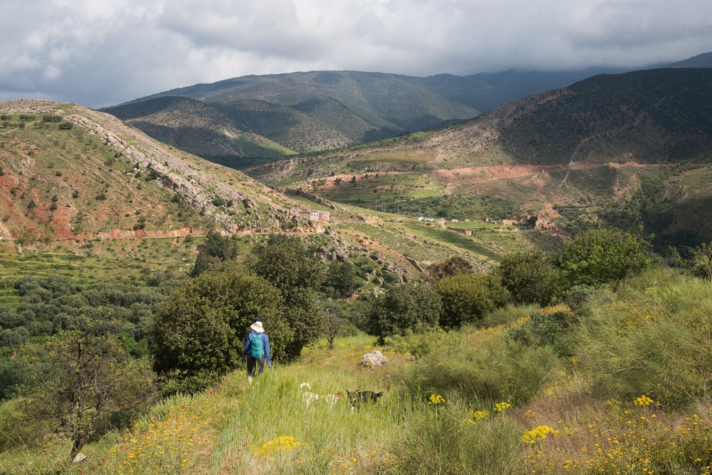 Beautiful wildflowers in the Amizmiz valley