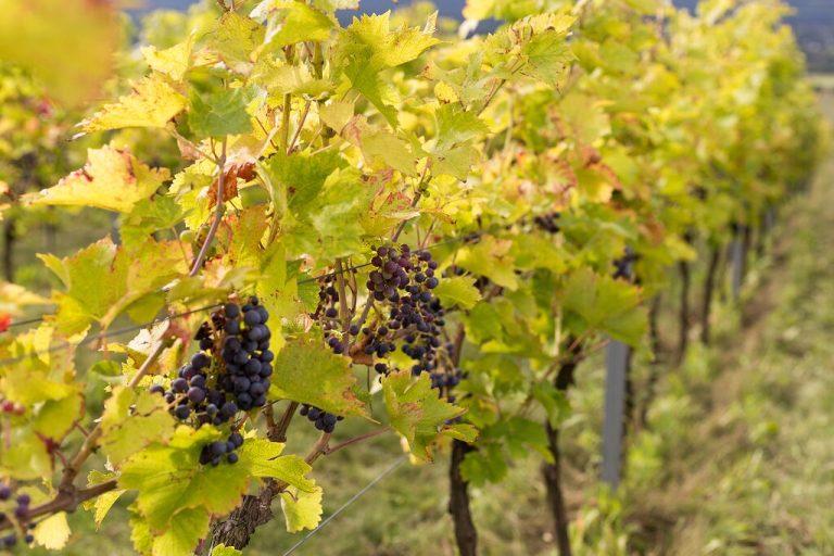 The Guerrouane winery