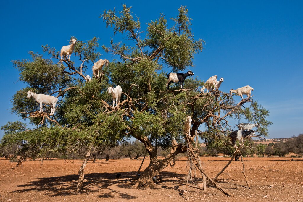 moroccan-cities-and-nature-rabat-chefchaouen-fes-marrakech-and-the-sahara-15-day-day13