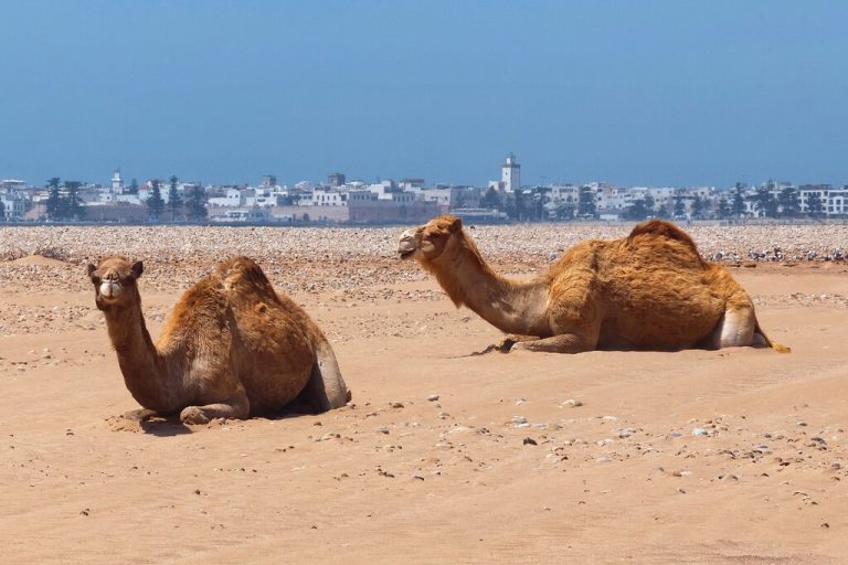 Marrakech — Essaouira