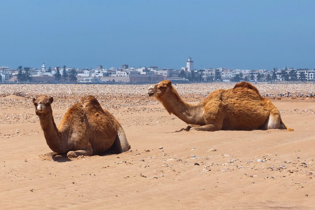 morocco-for-families-fes-marrakech-and-essaouira-15-days-day13