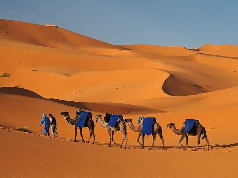 To the Erg Chebbi, camels at dusk