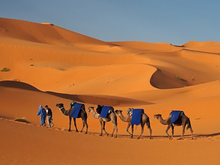 Morocco, Erg Chebbi - Ride on a camel over dune to your Bedouin-style camp